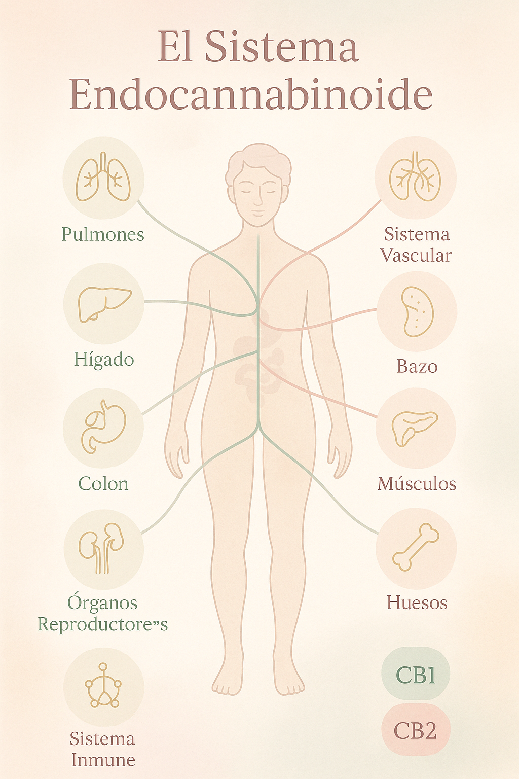 sistema endocannabinoide